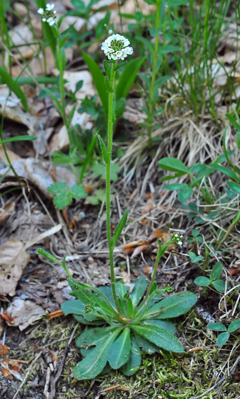 Arabis ciliata