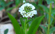 Arabis ciliata