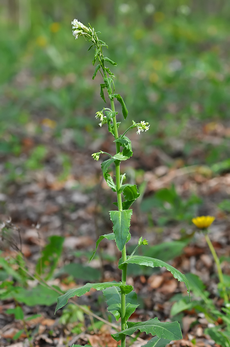 Arabis turrita