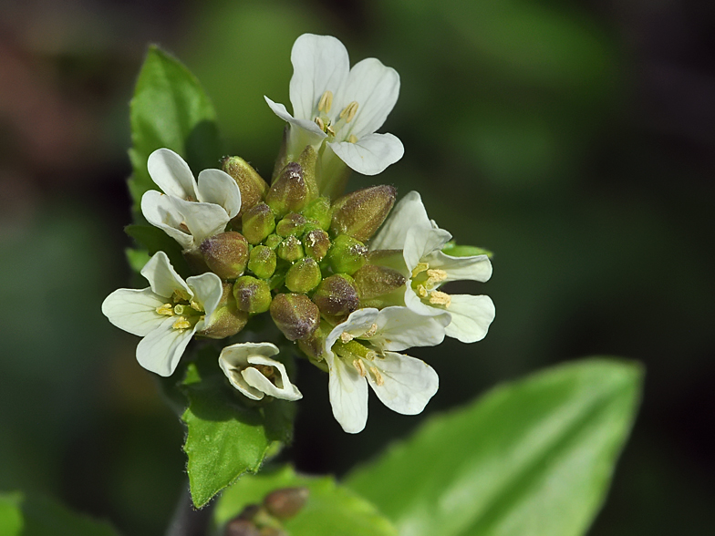 Arabis turrita