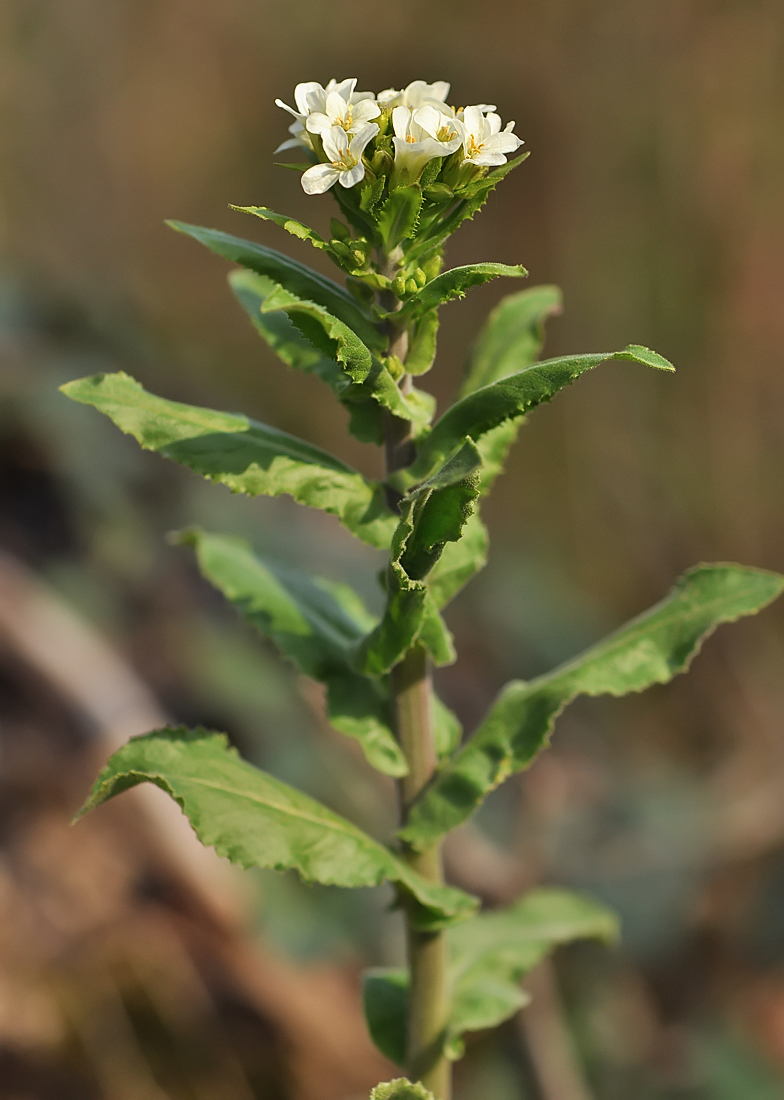 Arabis turrita