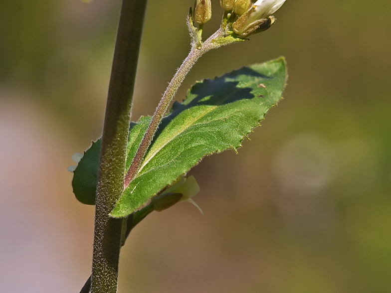 Arabis turrita