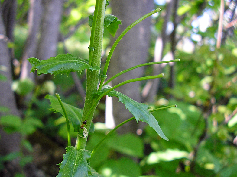 Arabis turrita siliques