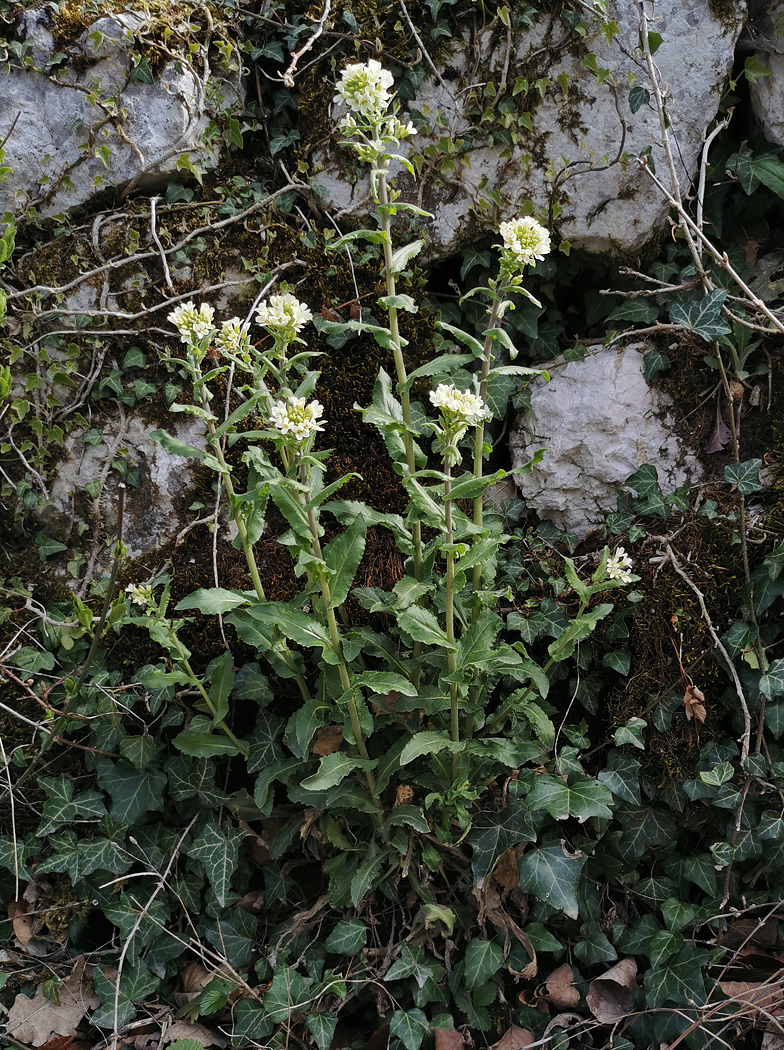 Arabis turrita