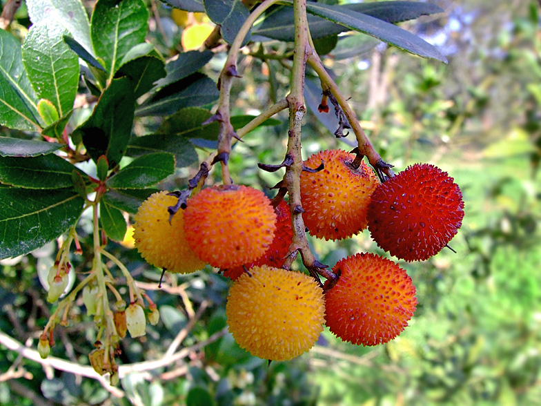 Arbutus unedo