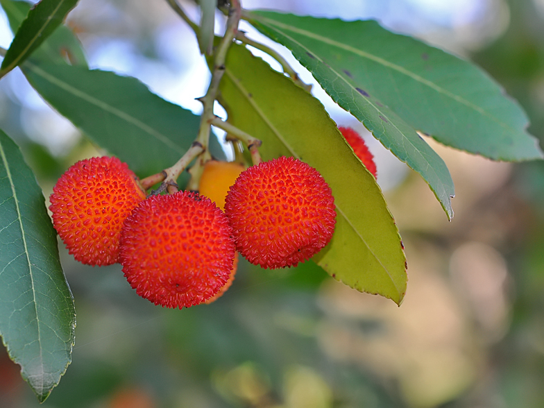 Arbutus unedo