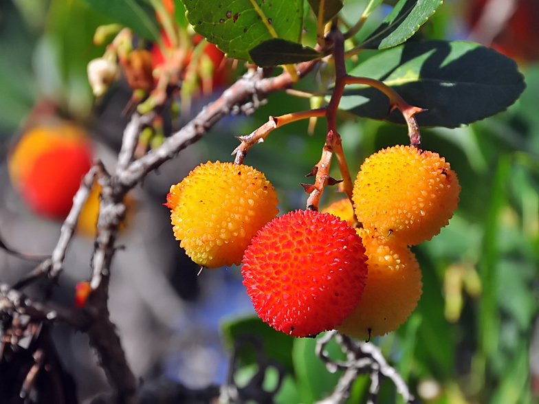 Arbutus unedo