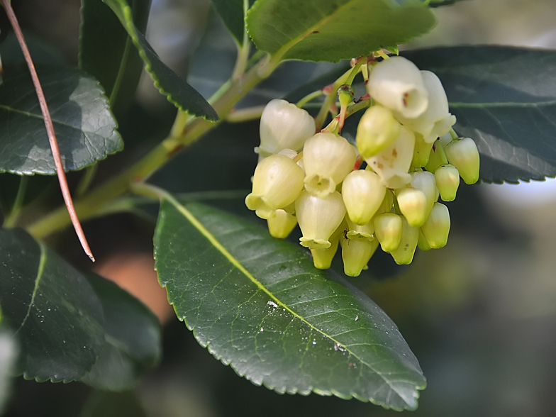 Arbutus unedo