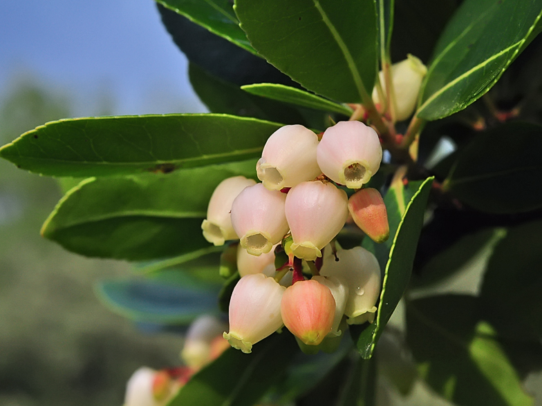 Arbutus unedo