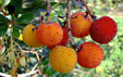 Arbutus unedo