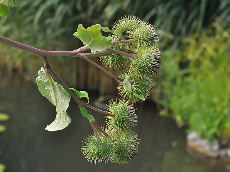 Arctium lappa