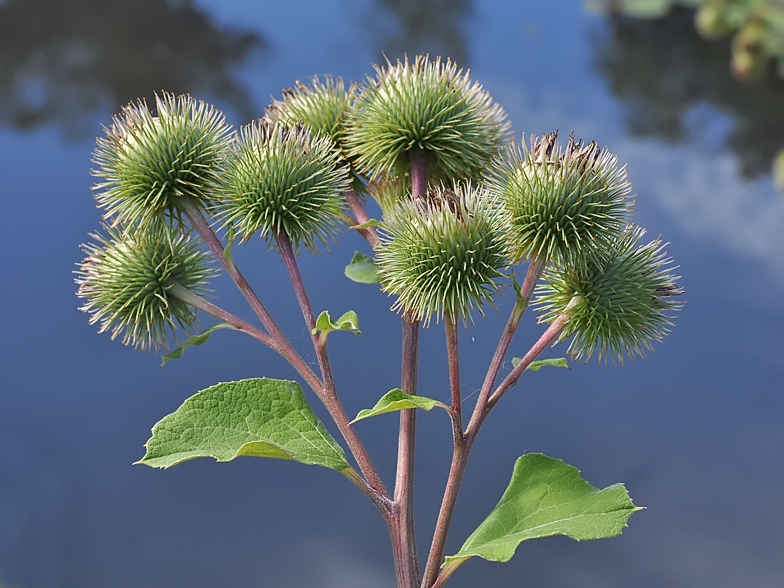 Arctium lappa