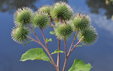 Arctium lappa