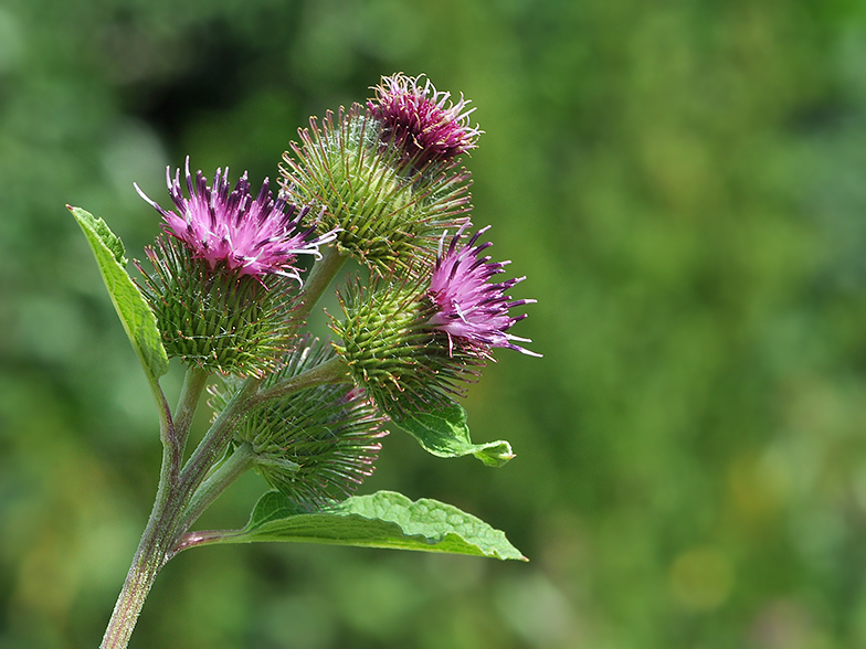 Arctium minus