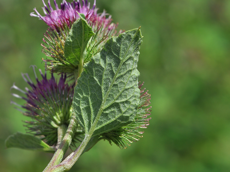 Arctium minus