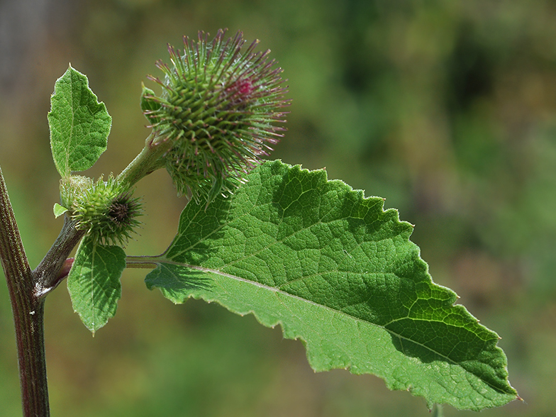 Arctium minus