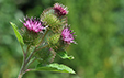 Arctium minus