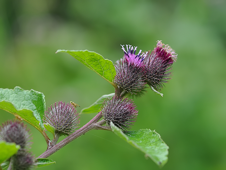 Arctium minus ssp pubens