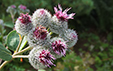 Arctium minus ssp pubens