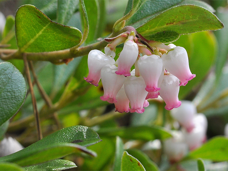 Arctostaphyllos_uva_ursi