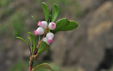 Arctostaphyllos_uva_ursi