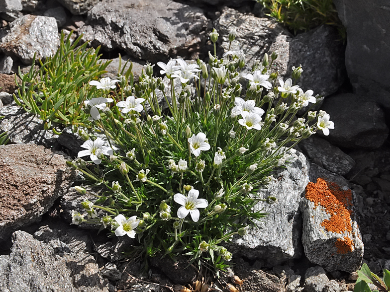 Arenaria grandiflora