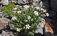 Arenaria grandiflora