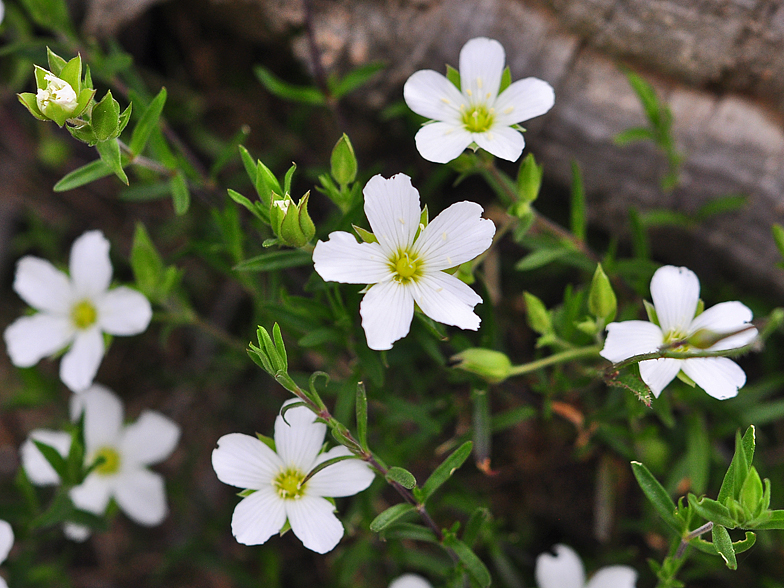 Arenaria montana