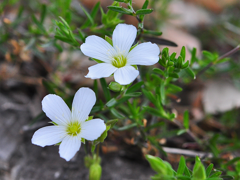 Arenaria montana