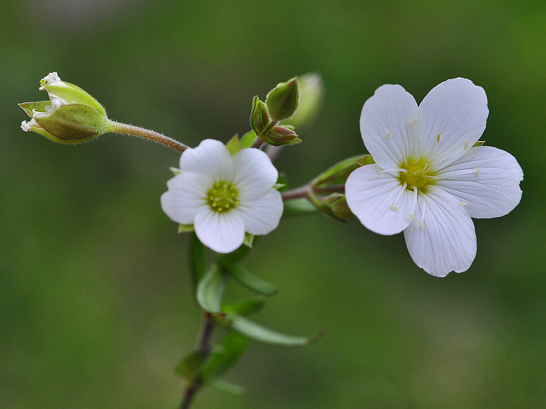 Arenaria montana