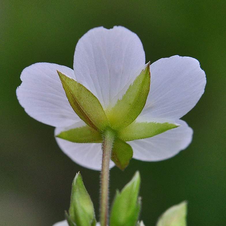 Arenaria montana