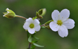 Arenaria montana