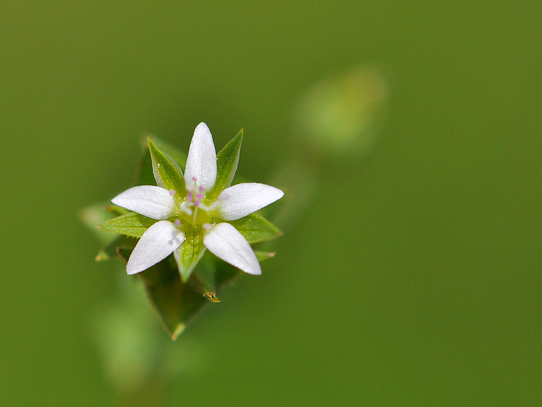 Arenaria serpyllifolia