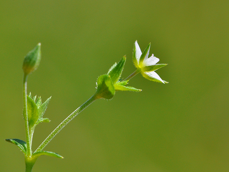 Arenaria serpyllifolia