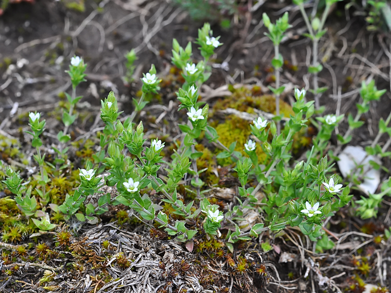 Arenaria serpyllifolia