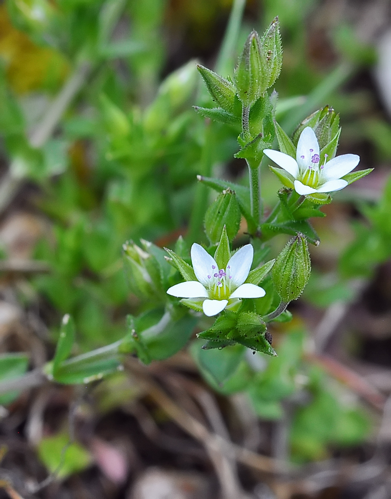 Arenaria serpyllifolia