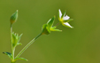 Arenaria serpyllifolia