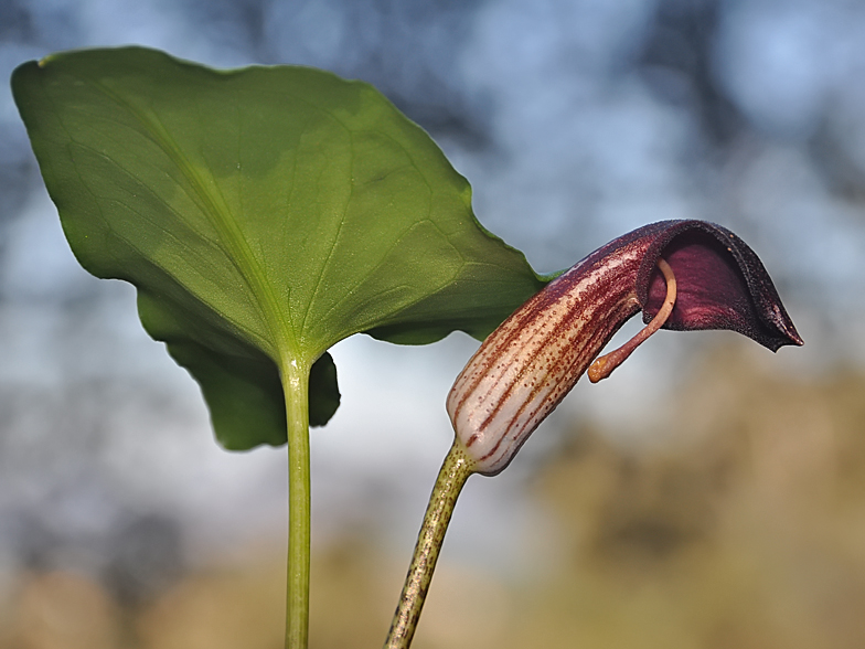 Arisarum vulgare