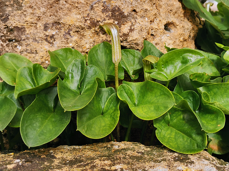 Arisarum vulgare