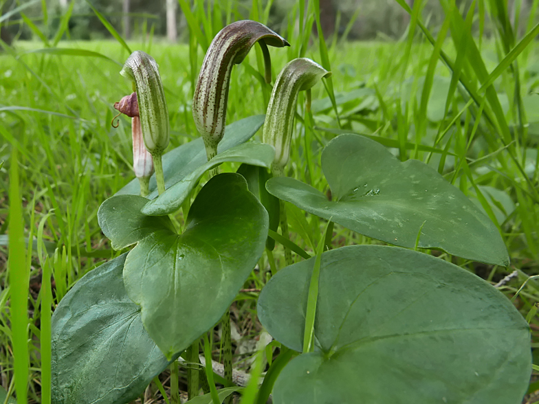 Arisarum vulgare