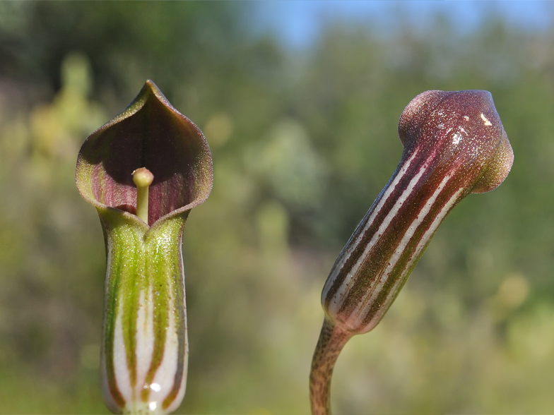 Arisarum vulgare