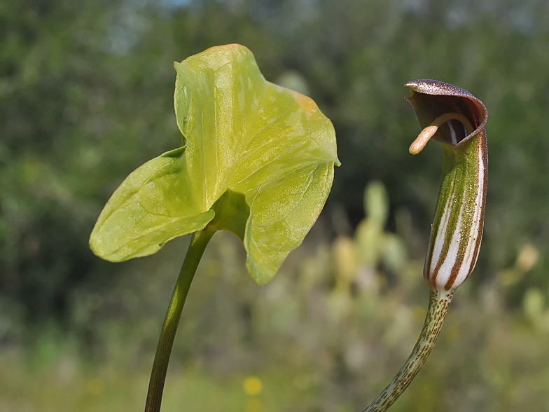 Arisarum vulgare