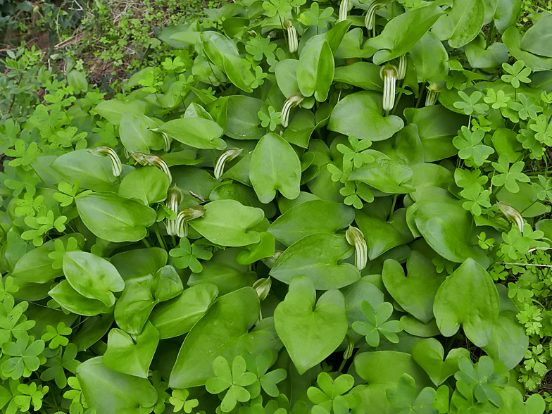 Arisarum vulgare