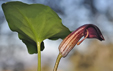 Arisarum vulgare