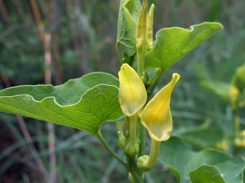 Aristolochia clematitis