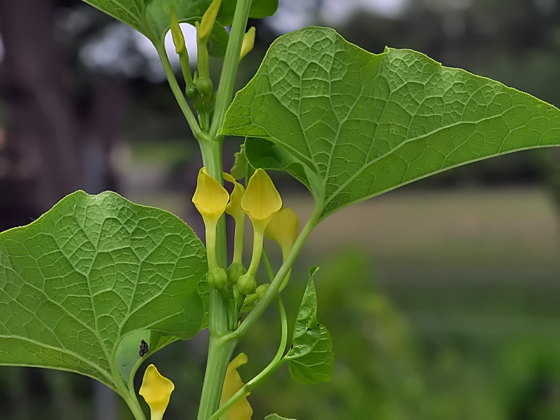 Aristolochia clematitis