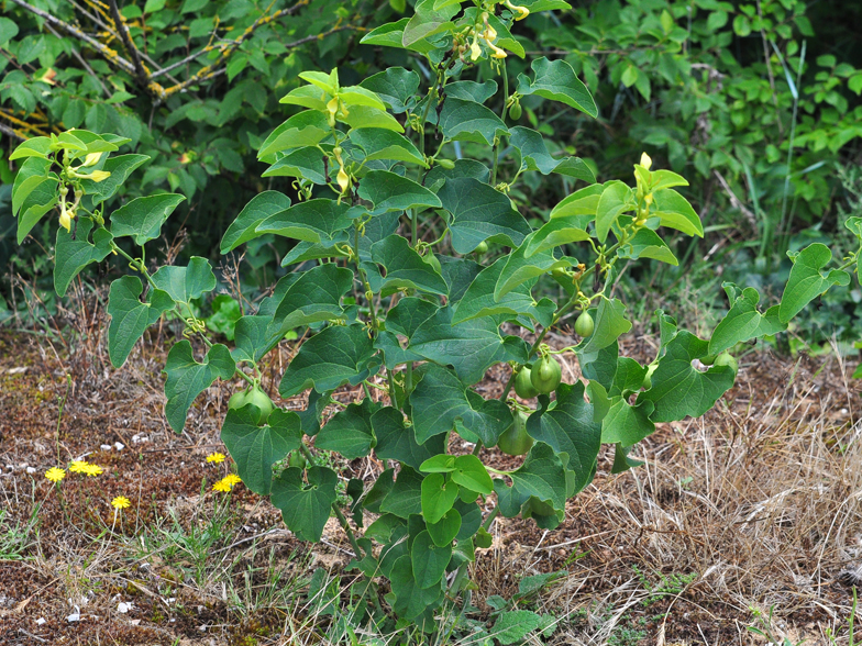 Aristolochia clematitis