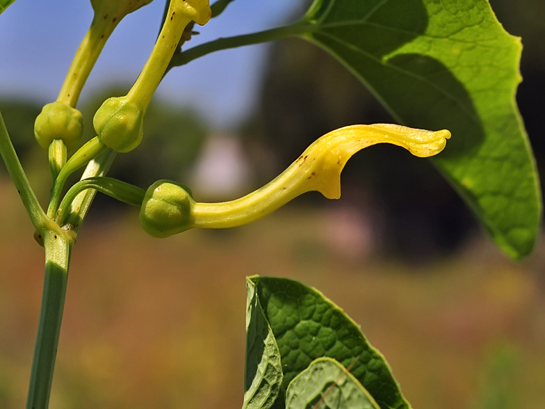 Aristolochia clematitis