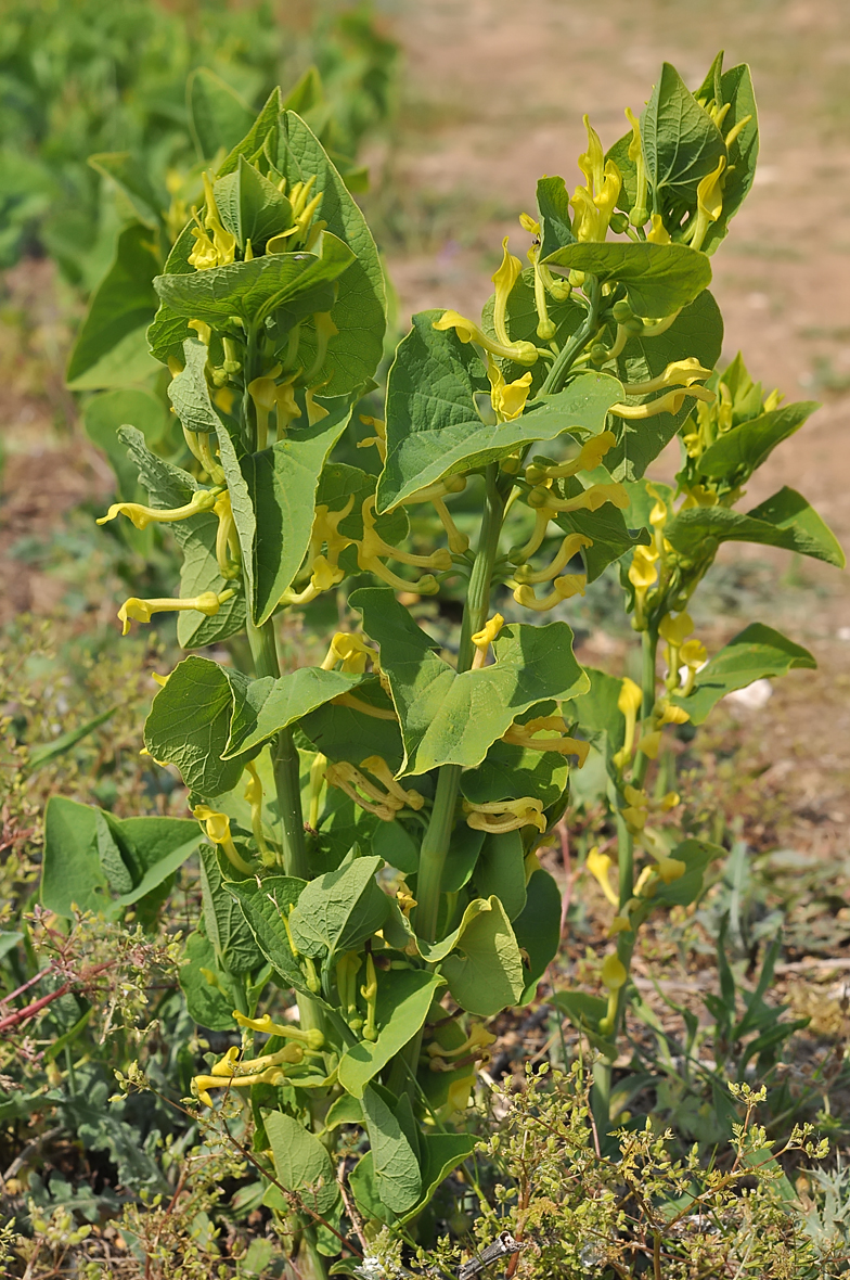 Aristolochia clematitis