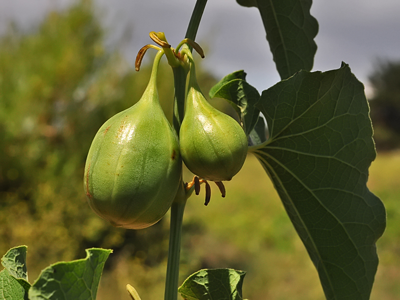 Aristolochia clematitis